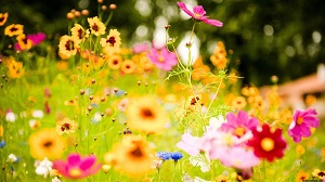 Vivid-Flowers.jpg