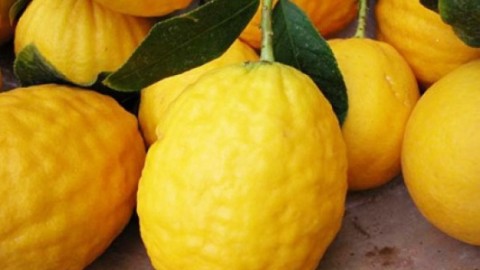 The Citron – a fragrant fruit that cannot be eaten fresh