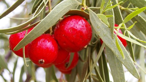 The Australian Quandong – a piquant fruit from the bush