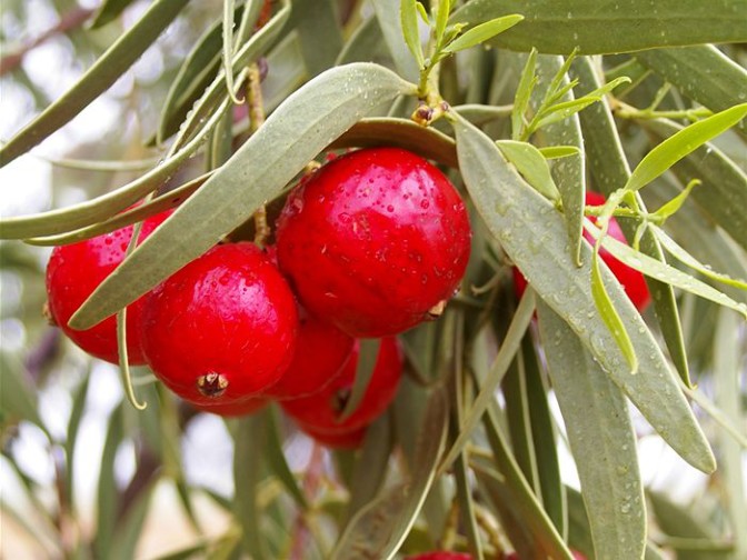 The Quandong: A Superfruit Packed with Nutritional Power