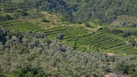 A little on the wines of the North Aegean